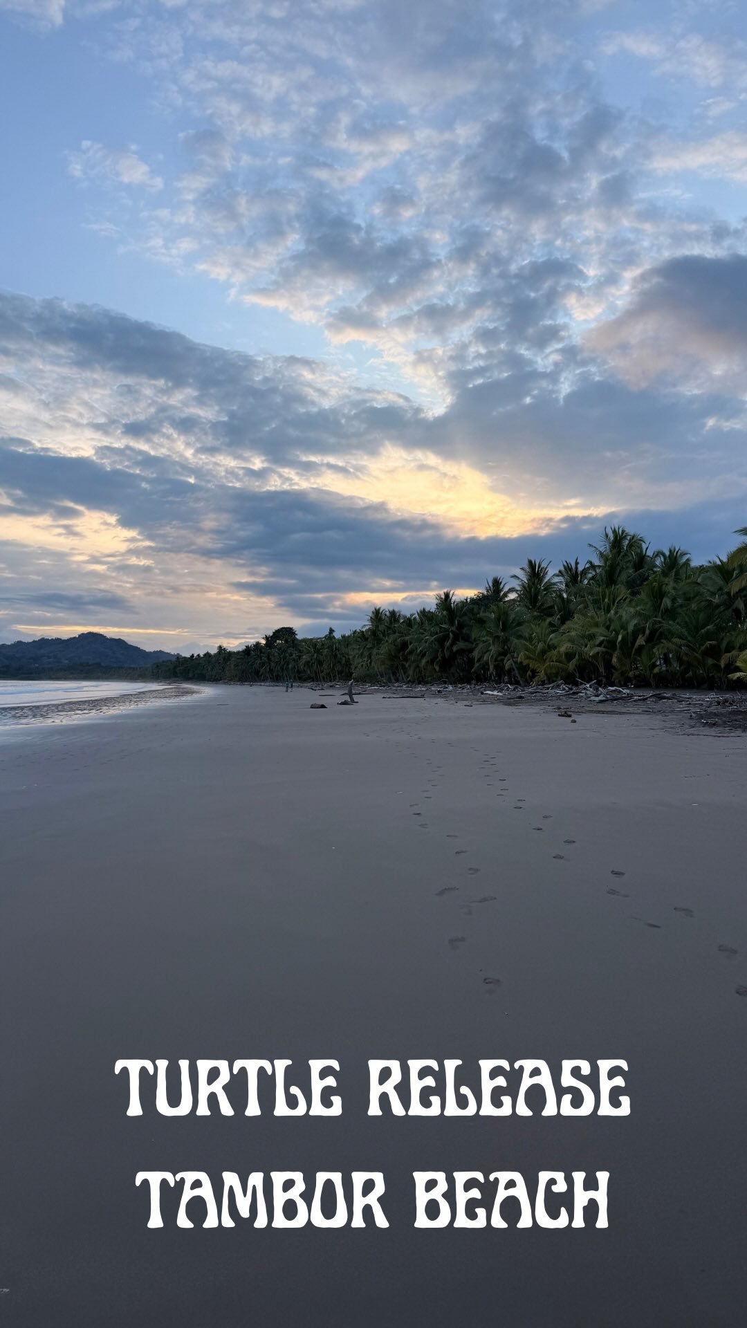 Liberación de tortugas en Tambor